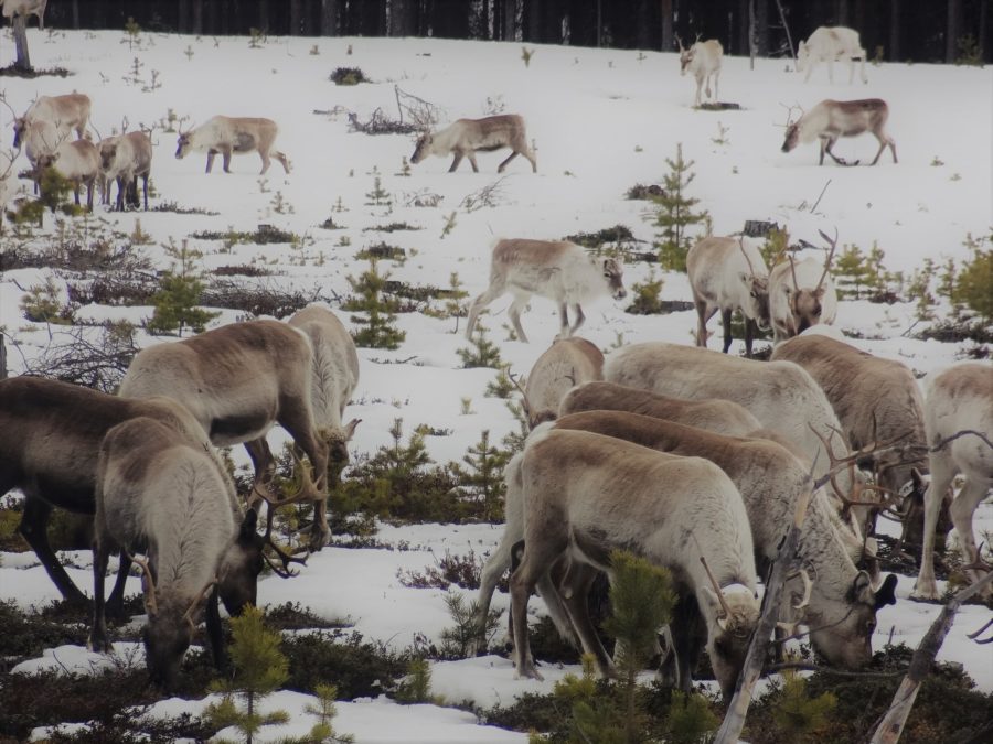 reindeers grazing lichen